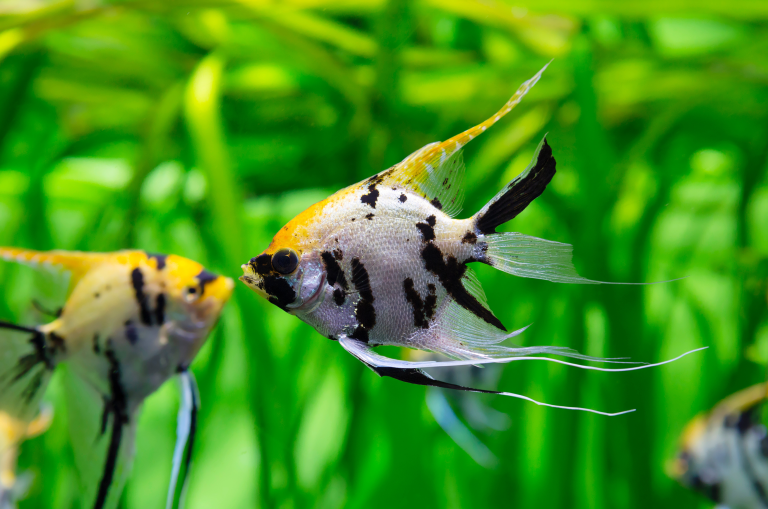 Separating Strategy Can Greatly Help Your Business