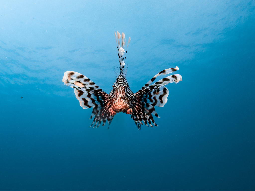 Section 1244 Stock: A Powerful Tax Break for Small Corporations