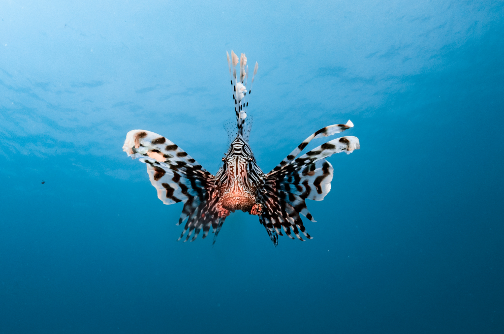 What Is SAM Registration? A Guide to Business Certifications and Contract Eligibility