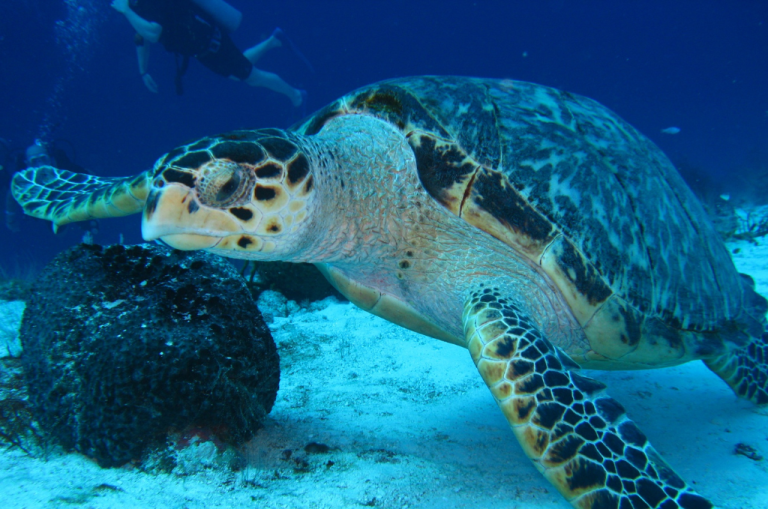 What Is Commercial Litigation and When Does a Business Need It