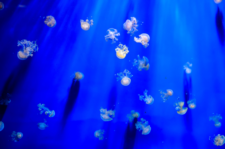 Late S Corp Election Relief: What Business Owners Need to Know