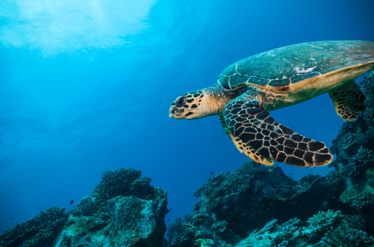 What Is MBE Certification? Benefits, Eligibility, and How Minority Owned Businesses Can Grow