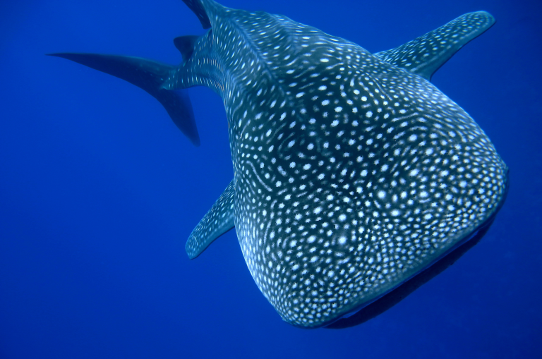 WBE Certification for Women Owned Businesses: Benefits, Requirements, and Growth Opportunities