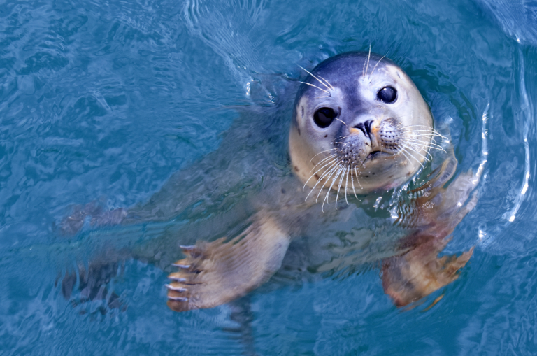 VOSB Certification Explained: How Veteran Owned Small Businesses Qualify and Benefit