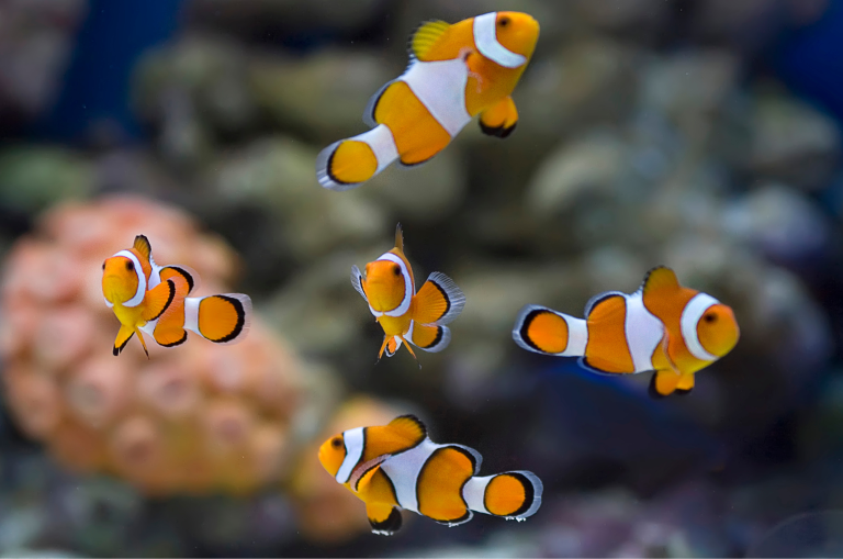 SDVOSB Certification for Service Disabled Veteran Owned Small Businesses: Eligibility, Benefits, and Contract Opportunities