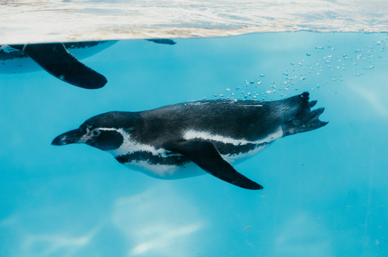 What Is SAM Registration? A Guide to Business Certifications and Contract Eligibility