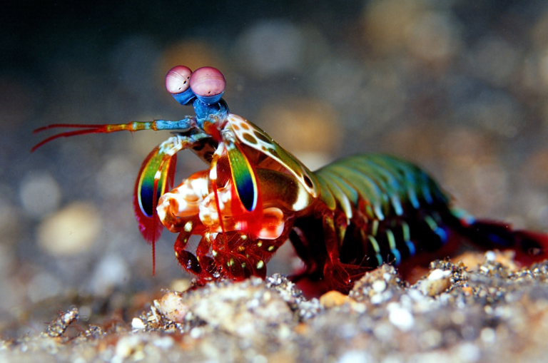 DBE Certification for Disadvantaged Business Enterprises: Requirements, Benefits, and Government Contract Opportunities