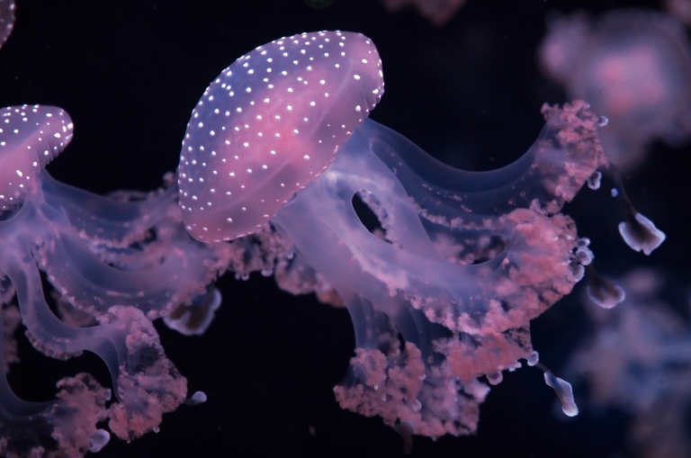 How SBA 8(a) Certification Helps Disadvantaged Businesses Compete