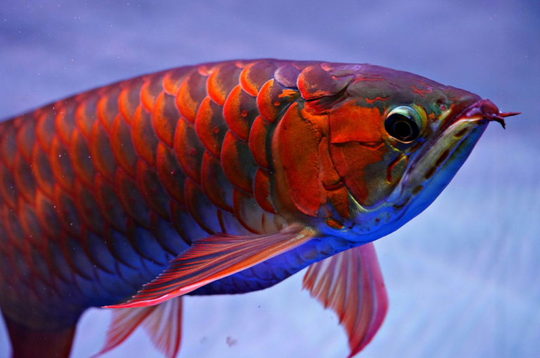 Breach of Contract: When to Negotiate and When to Litigate