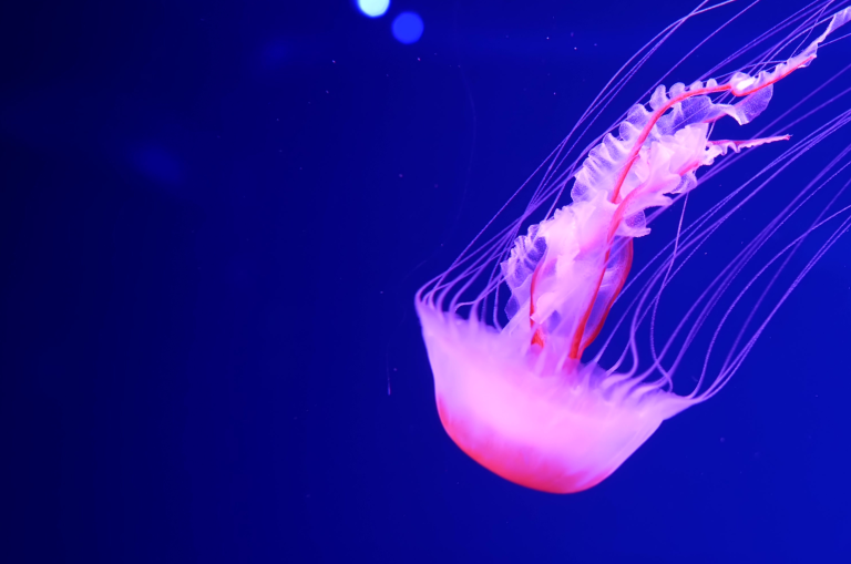 Estate Planning for Firearms: When a Gun Trust May Help