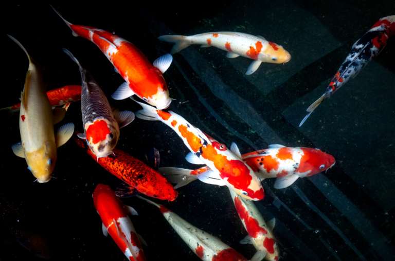 What to Do After a Car Accident Injury