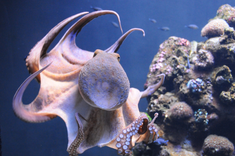 Can a Non U.S. Resident Start a Business in the United States