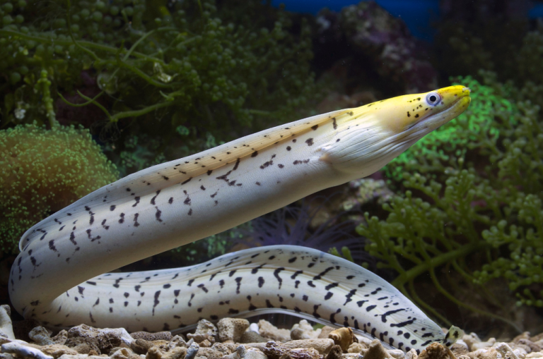 How to Plan for Death or Incapacity in a Florida LLC