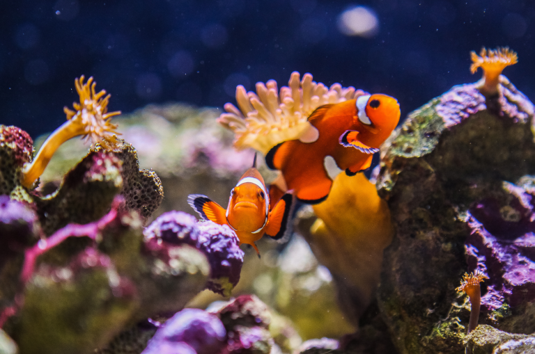 Can You Lower Delaware Franchise Tax? A Simpler Way Some Corporations May Pay Less