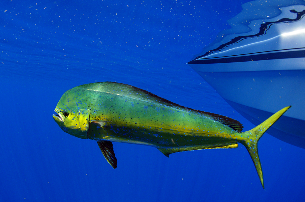 Trump Tariff Refund: Can Importers Get Their Tariff Money Back?